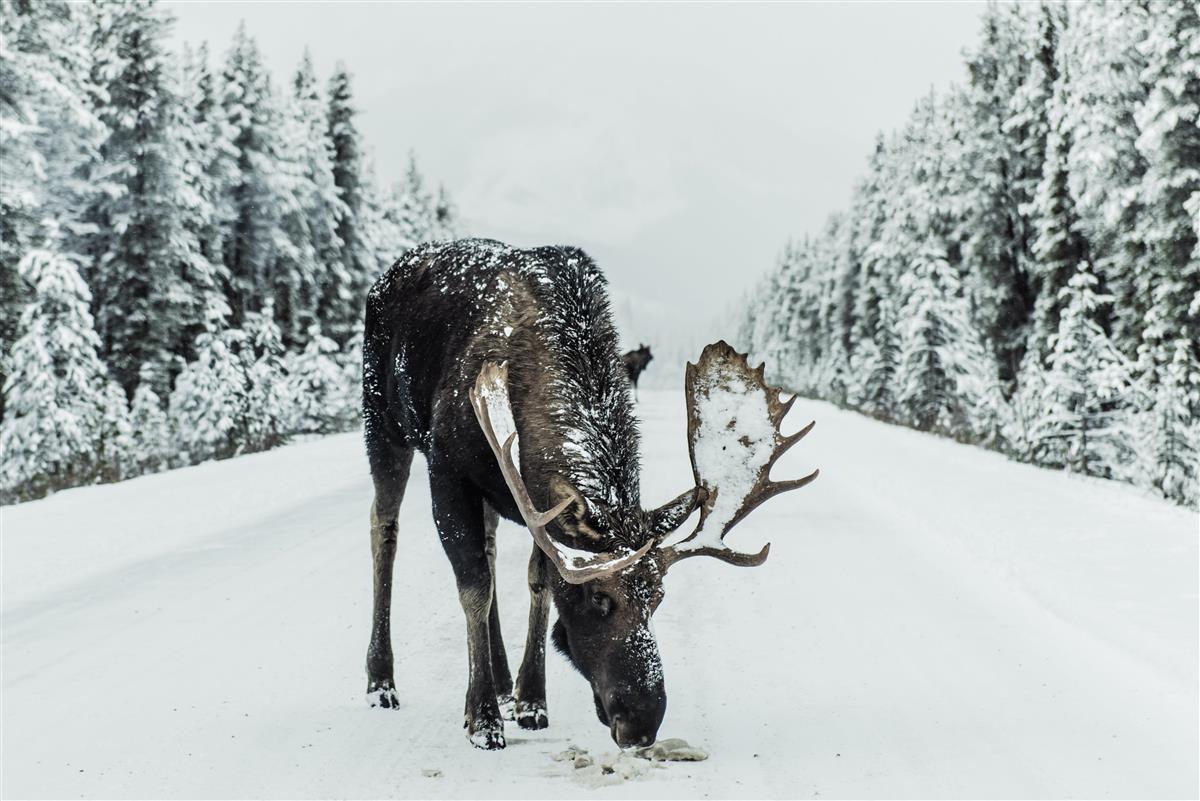 Elg på veibanen i snølandskap - Klikk for stort bilde